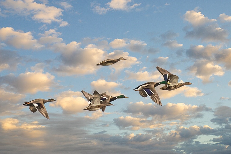 Ducks In Flight