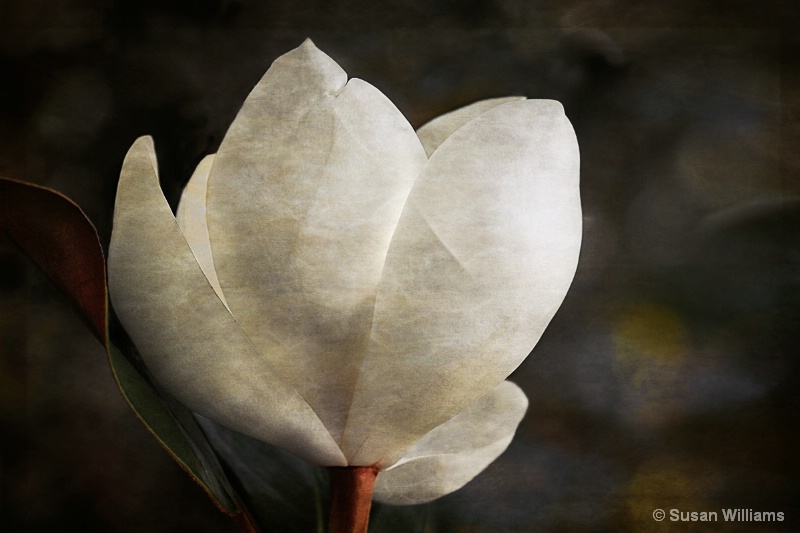 Rice Paper Magnolia