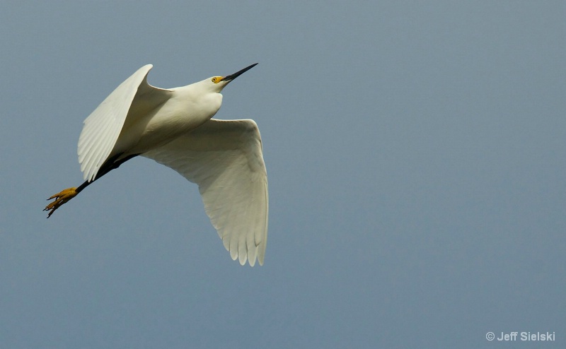 Take To The Skies!!  Egret In Flight