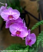 purple orchid 1a