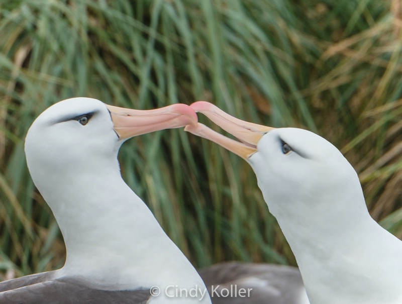 Mating Black Browed Albatross