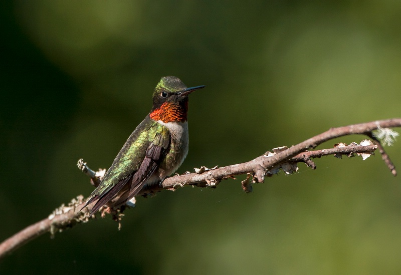 Hummingbird # 8 - ID: 14891616 © Michael Cenci
