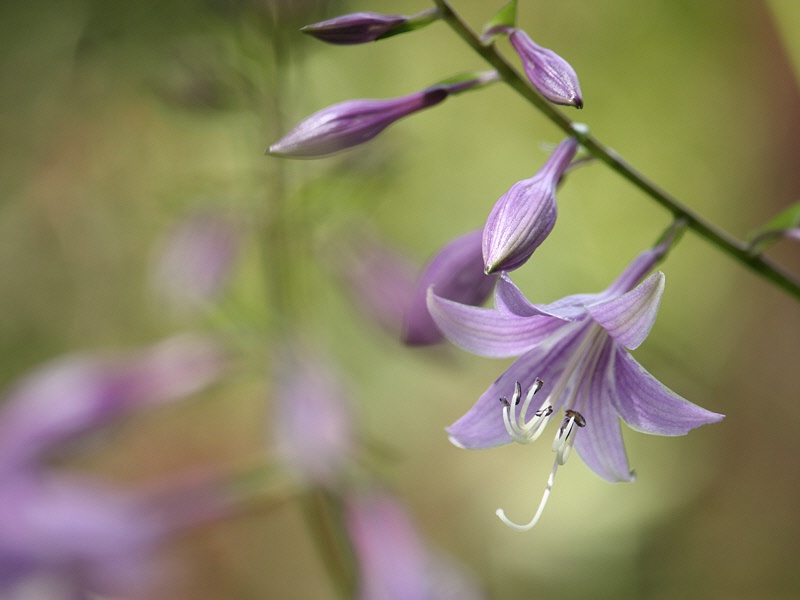 Hosta flowers