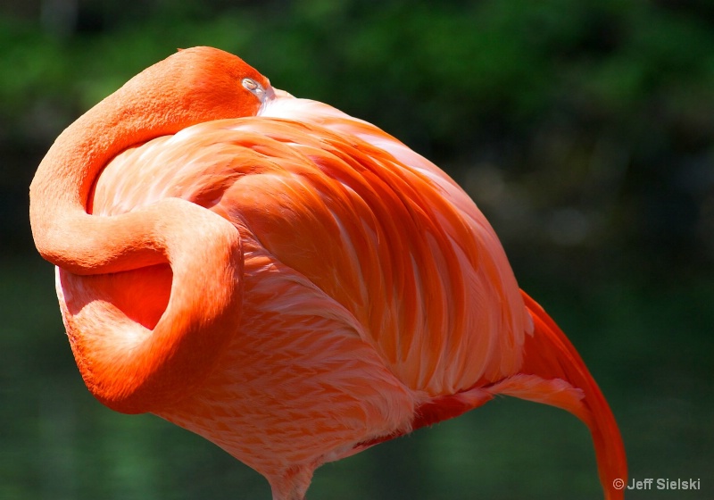 Taken A Snooze!!   Flamingo 