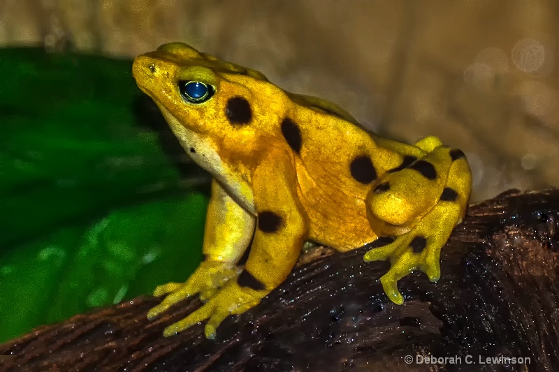 Tiny Spotted Yellow Frog
