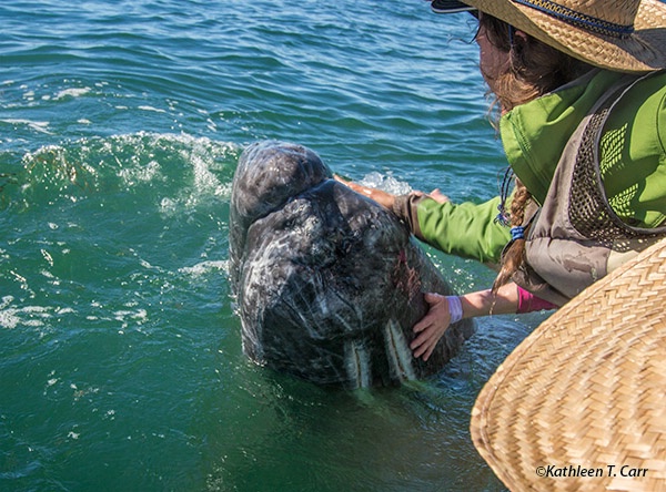 Baby Gray Whale Petted 1275