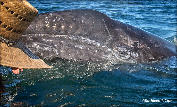 Baby Gray Whale with Eye