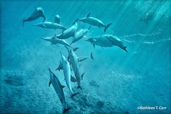 Dolphins at Play II