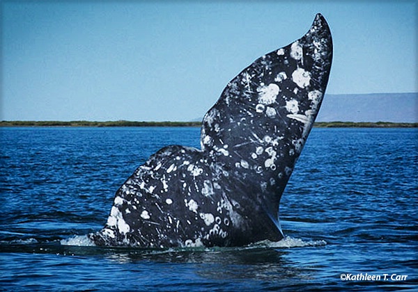 Gray Whale Tail