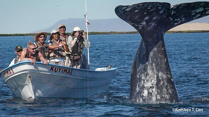 Gray Whale Tail and Boat
