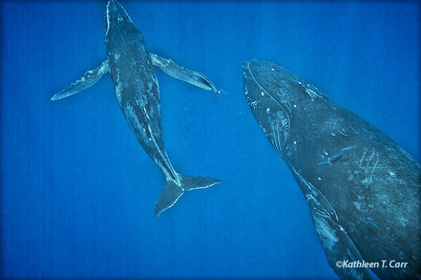 Mother and Baby Humpback Whale Rising