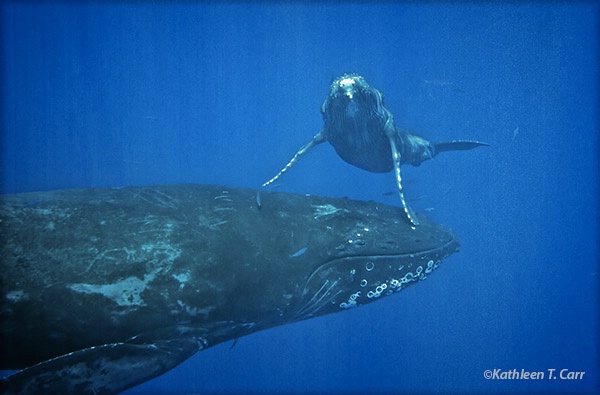 Baby Humpback Whale Peeking over Mom