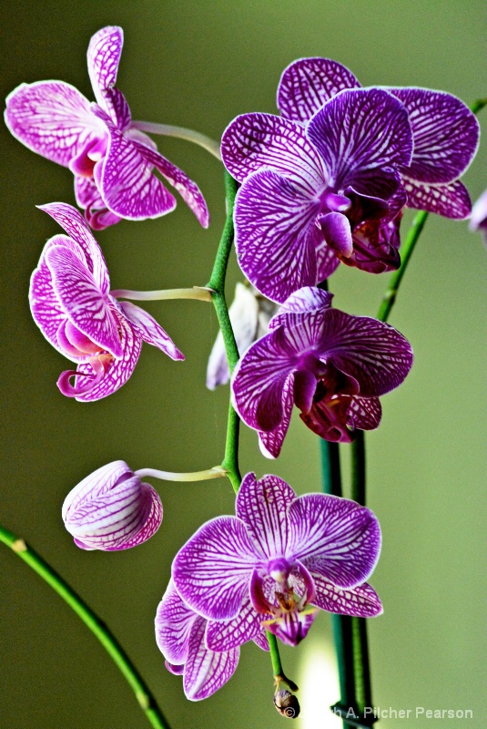 a study in orchid