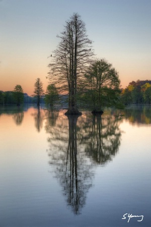 Cypress Trees at Dawn; Stumpy Lake, Va.