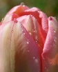 Tulip Top