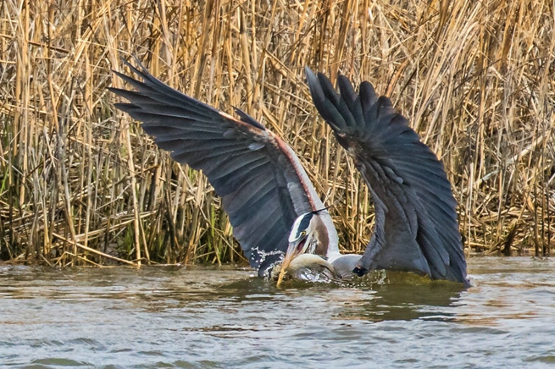 Great Blue Heron With Catch    