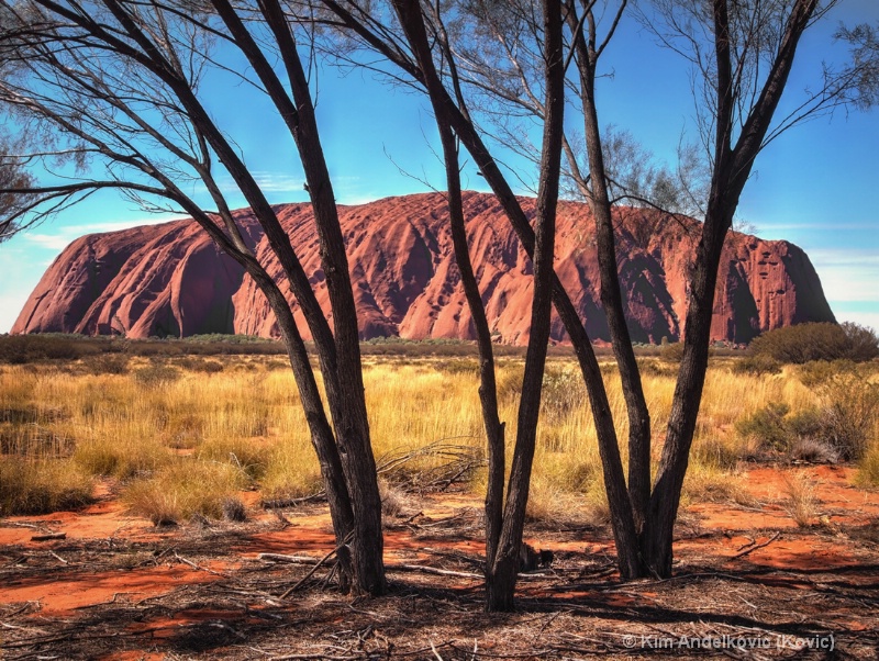 Uluru through the Trees