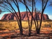 Uluru through the...