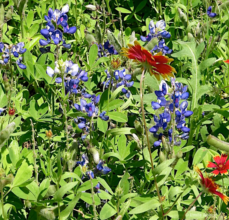 Blue Bonnets and Indian Blanket