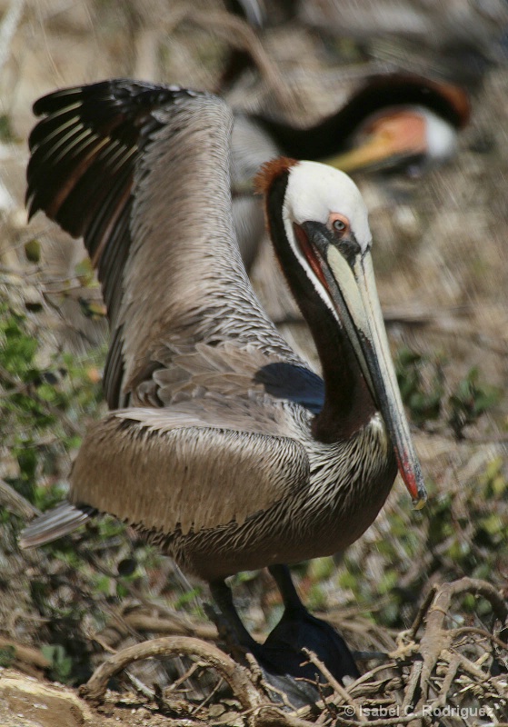 California Pelican Wing