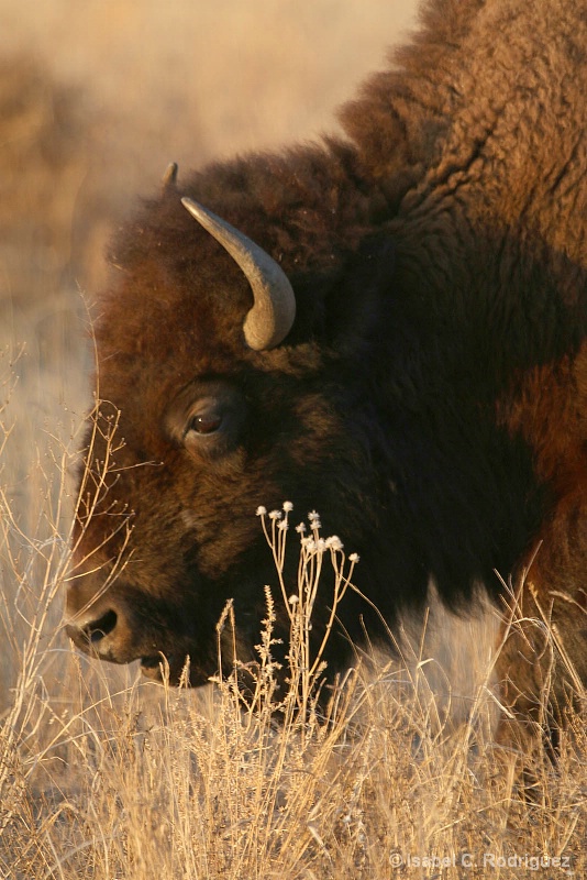 Sunlit Buffalo