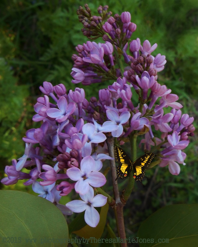 LILACS with BUTTERFLY