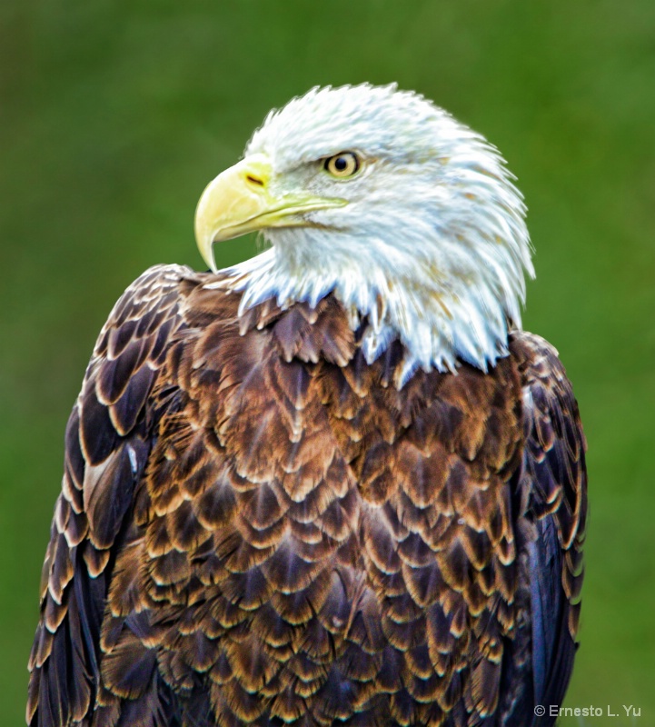 Eagle Pose