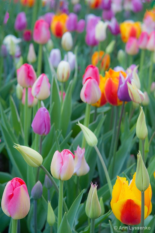 Tulip Rainbow