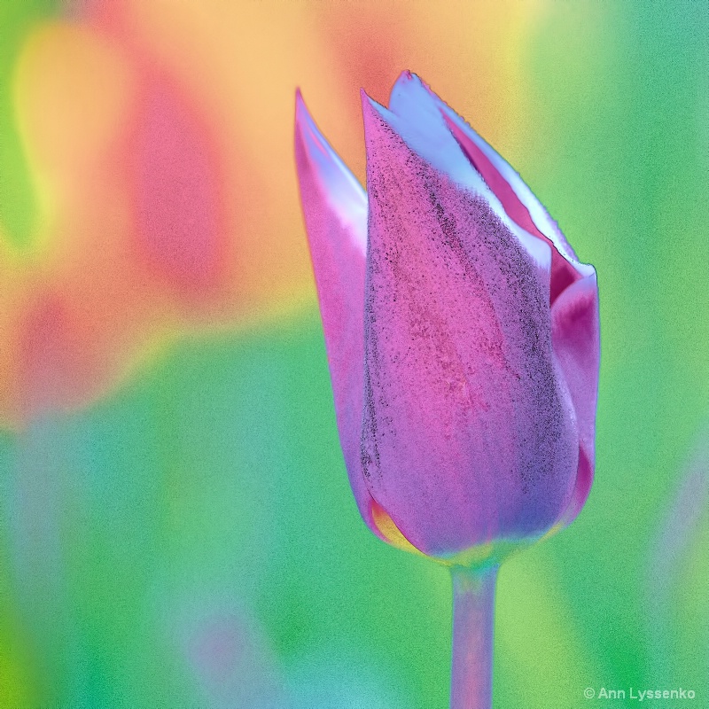 Tulip-luscious