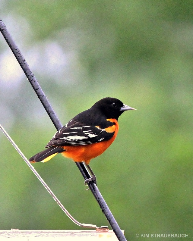 Baltimore Oriole