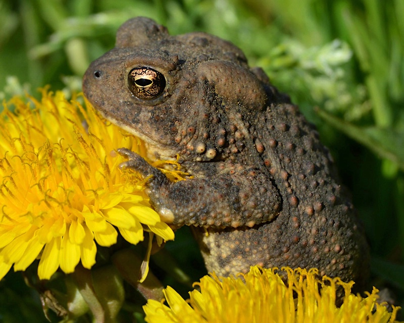 Toad and Dandelions