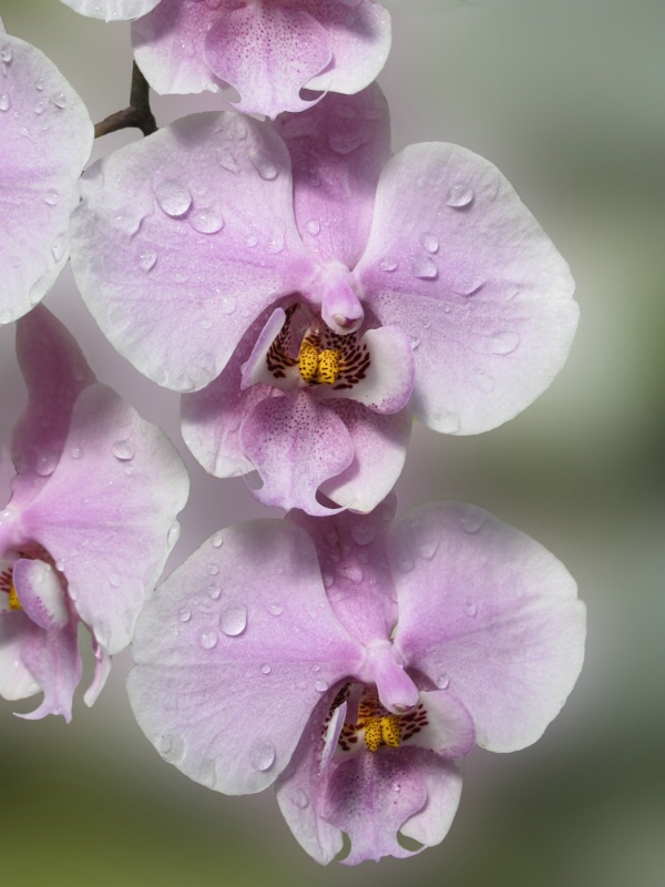 Orchids