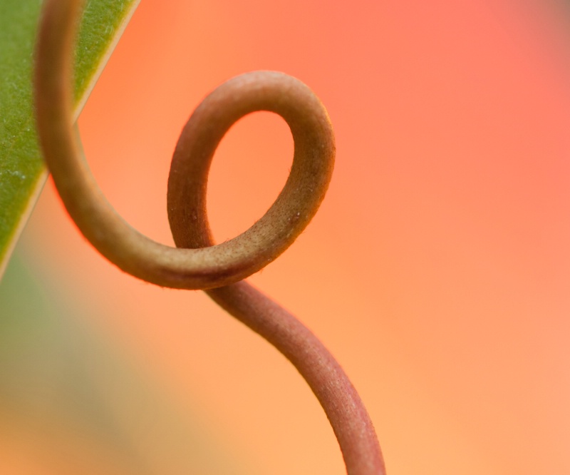 Nepenthes Miranda Stem