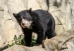 Andean Bear Cub