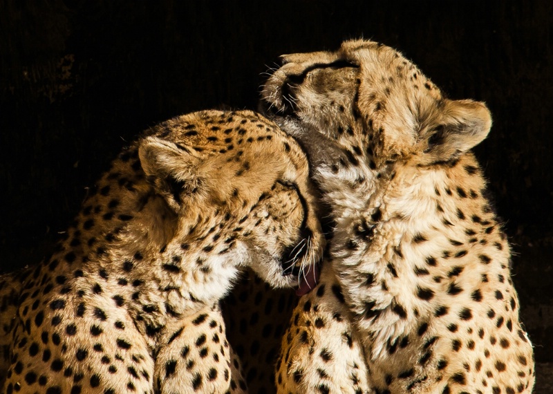"Cheetah Love"