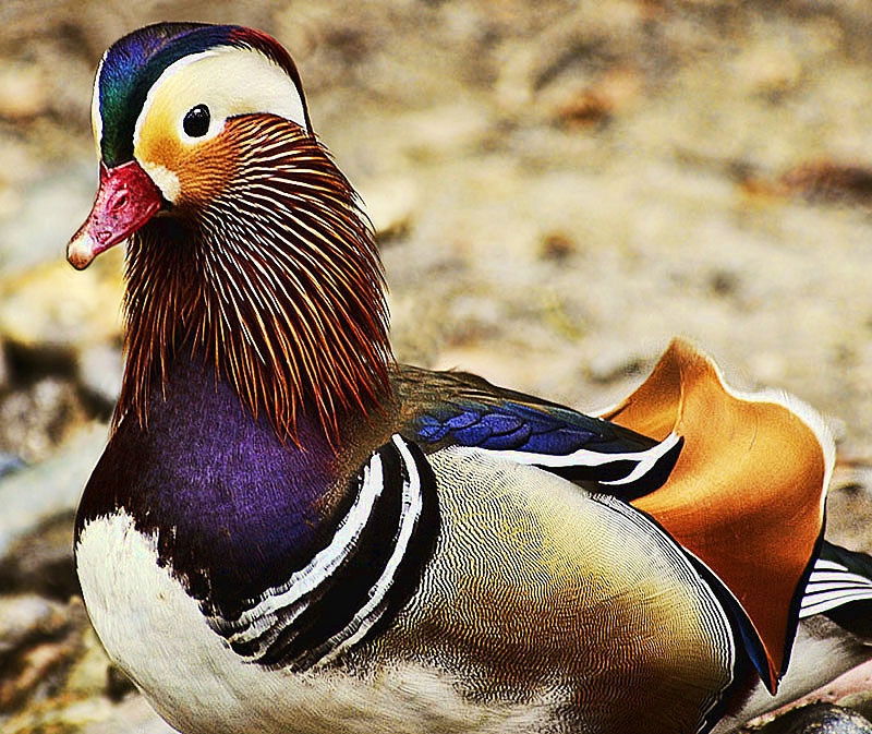 Mandarin Duck