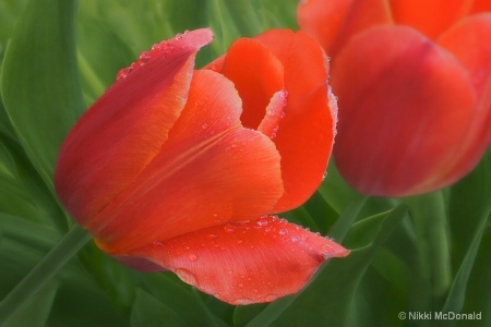 Red Tulip Close-up