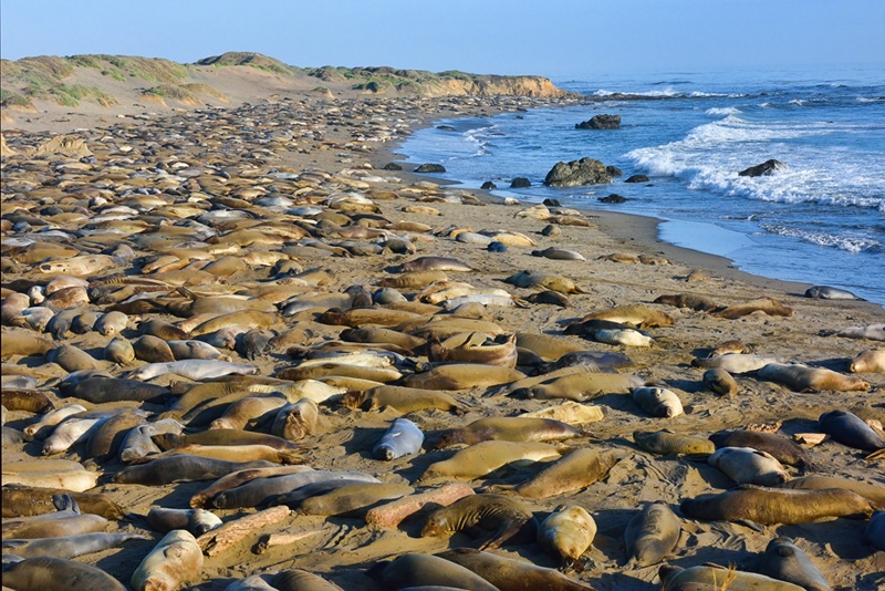 Sea of Seals