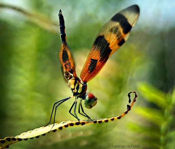 handstand - ID: 14894141 © Karen E. Michaels