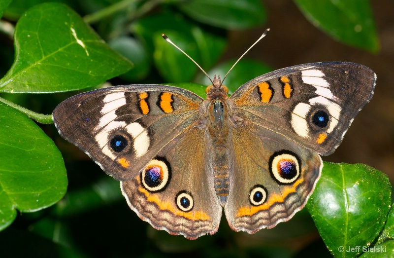 Just Hangin' Out!!   Buckeye Butterfly 