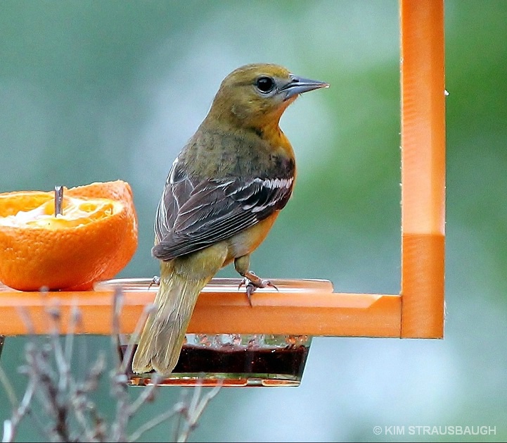 Lady Oriole