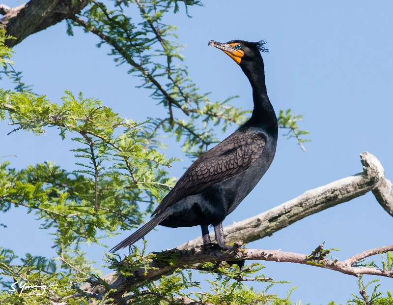 Cormorant In Tree; Virginia Beach, Va.