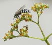 Backyard Bugs #1