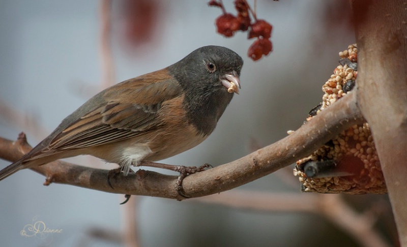  A Spring Snack