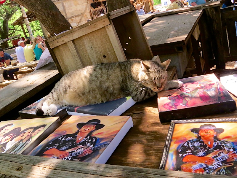 Stoned Kitty of Luckenbach