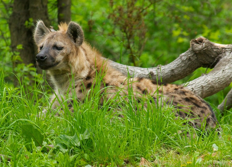 Who's There???   Spotted Hyena