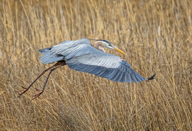 Great Blue Heron Landing in the Marsh  