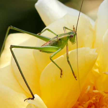 Backyard Bugs #2 (Jr. Katydid)