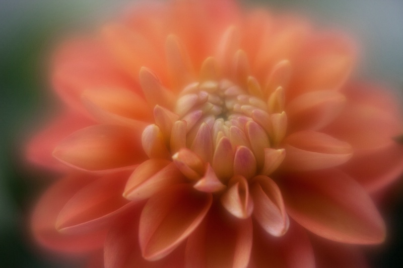 "Dahlia"