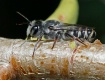 Backyard Bugs #3